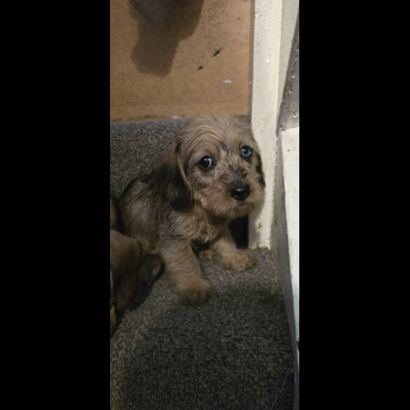 Dachshund (Standard &amp; Miniature) - Both