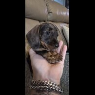 Dachshund (Standard &amp; Miniature) - Both