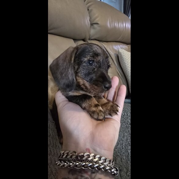 Dachshund (Standard &amp; Miniature) - Both