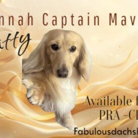 Dachshund (Miniature Long Haired)