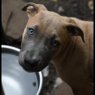 Mixed Breed - Both