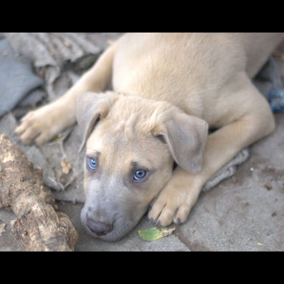 Mixed Breed - Both