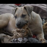 Mixed Breed - Both