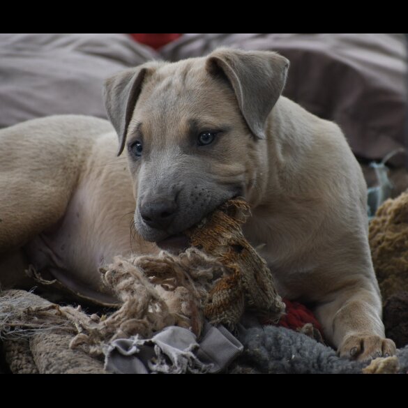Mixed Breed - Both