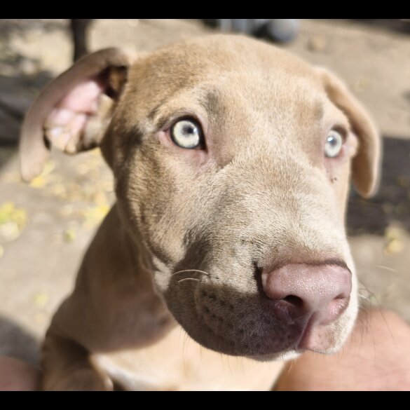 Mixed Breed - Both