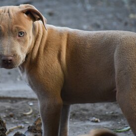 Mixed Breed - Both