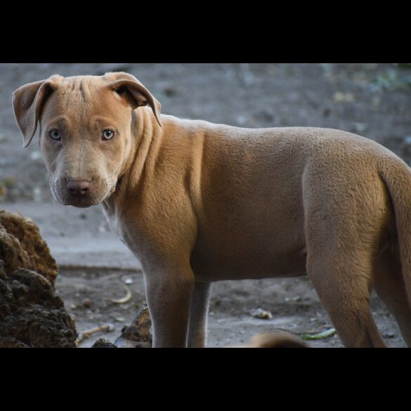 Mixed Breed - Both