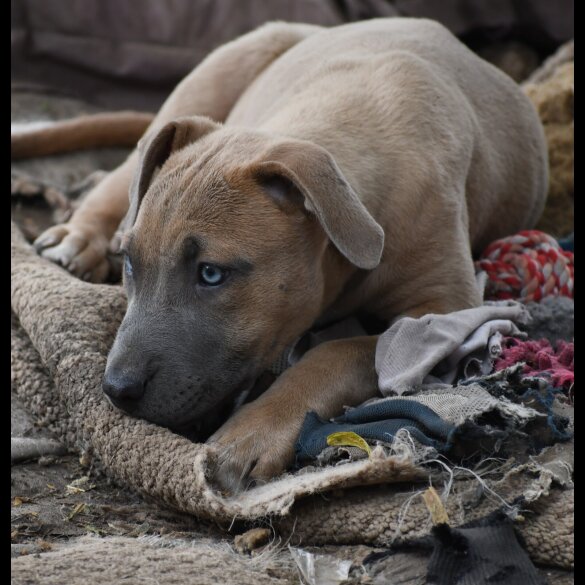 Mixed Breed - Both