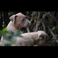 Mixed Breed - Both