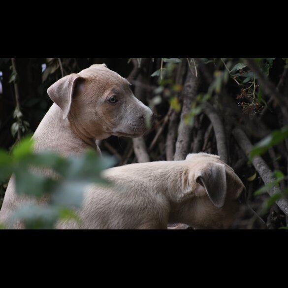 Mixed Breed - Both
