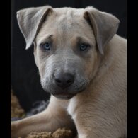 Mixed Breed - Both