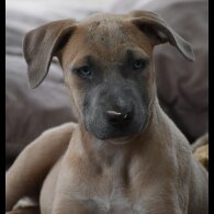 Mixed Breed - Both