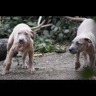 Mixed Breed - Both
