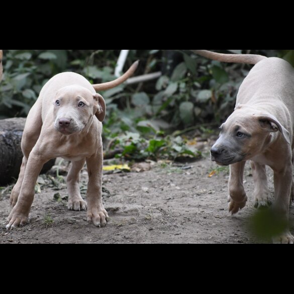 Mixed Breed - Both