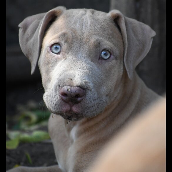 Mixed Breed - Both