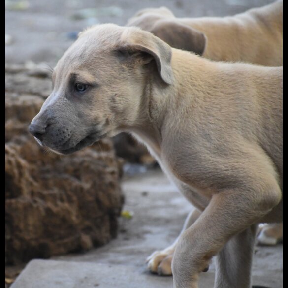 Mixed Breed - Both