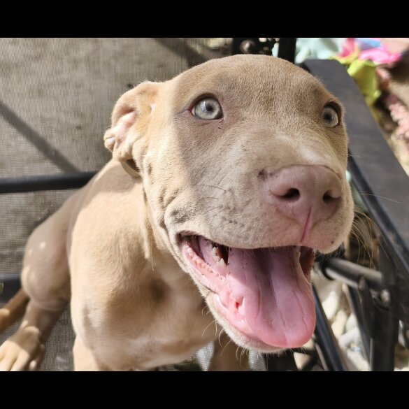 Mixed Breed - Both