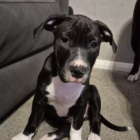 Mixed Breed - Dogs