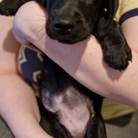 Mixed Breed - Dogs