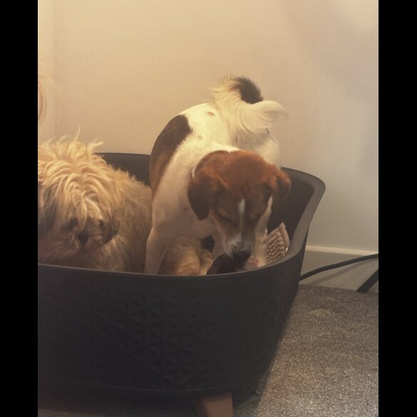 Mixed Breed - Bitches