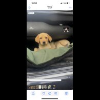 Labrador Retriever - Both