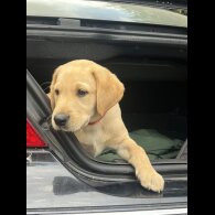 Labrador Retriever - Both
