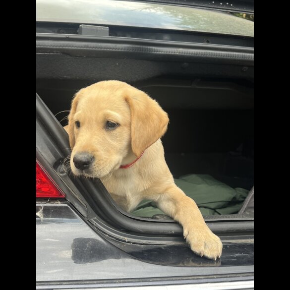 Labrador Retriever - Both