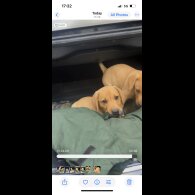 Labrador Retriever - Both