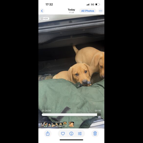 Labrador Retriever - Both