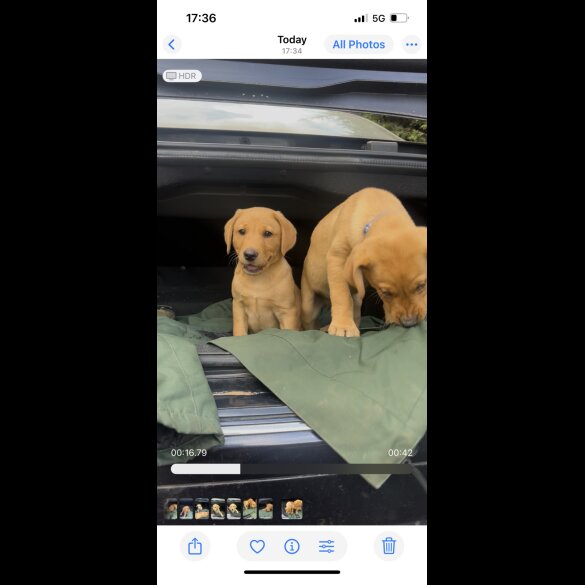 Labrador Retriever - Both