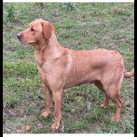 Labrador Retriever - Both