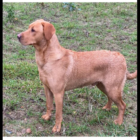 Labrador Retriever - Both