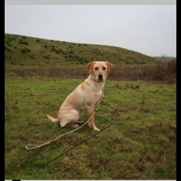 Labrador Retriever - Both