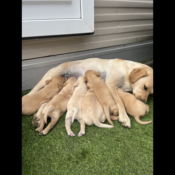 Labrador Retriever - Both
