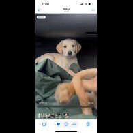Labrador Retriever - Both