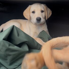 Labrador Retriever - Both