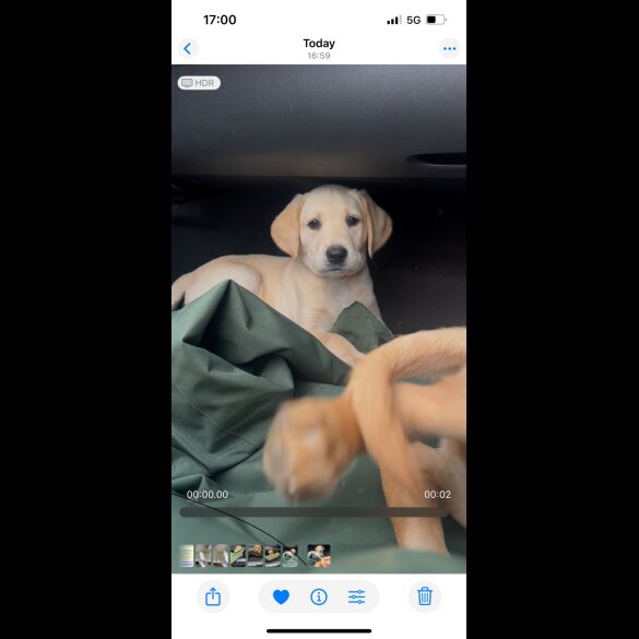 Labrador Retriever - Both