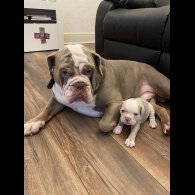 English Bulldog - Both