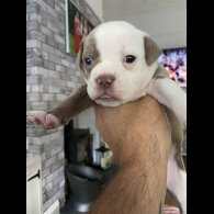 English Bulldog - Both