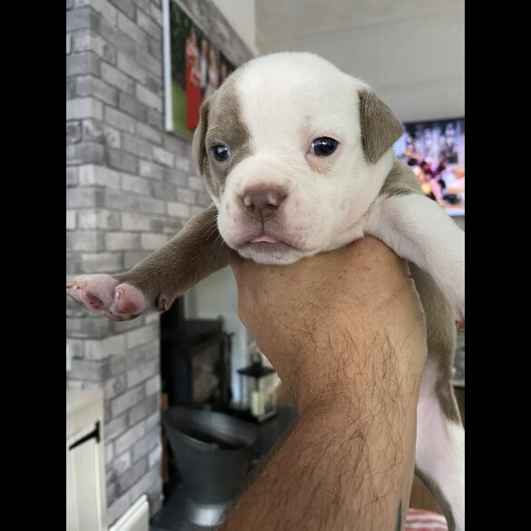 English Bulldog - Both