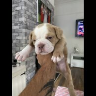 English Bulldog - Both