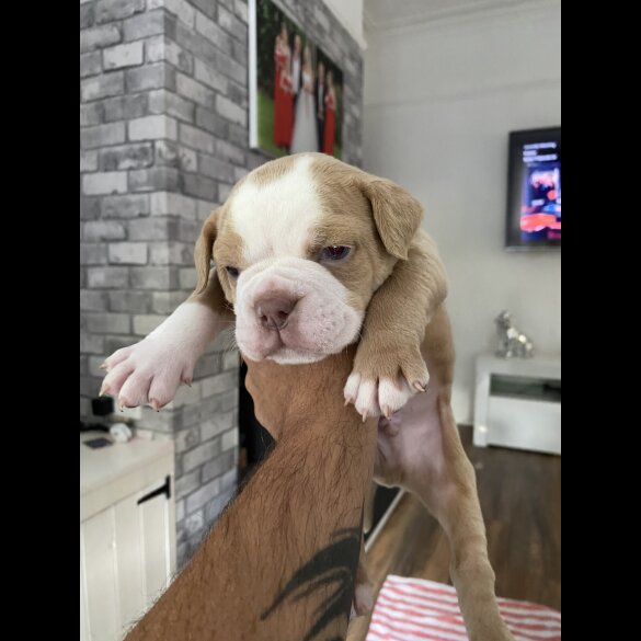 English Bulldog - Both