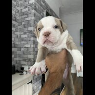 English Bulldog - Both