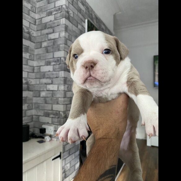 English Bulldog - Both