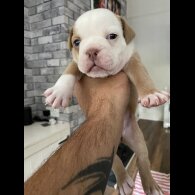 English Bulldog - Both