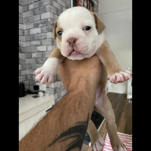 English Bulldog - Both