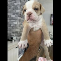 English Bulldog - Both