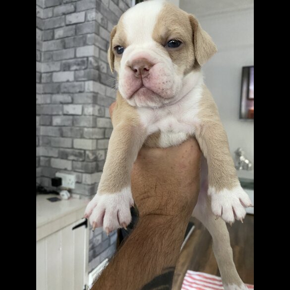 English Bulldog - Both