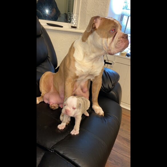 English Bulldog - Both