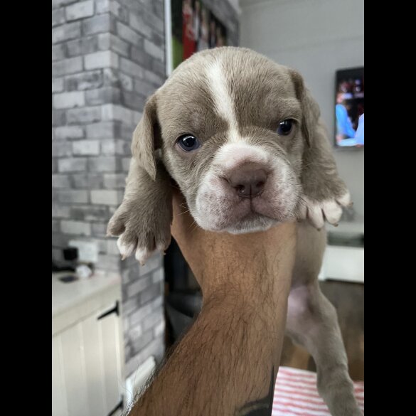English Bulldog - Both